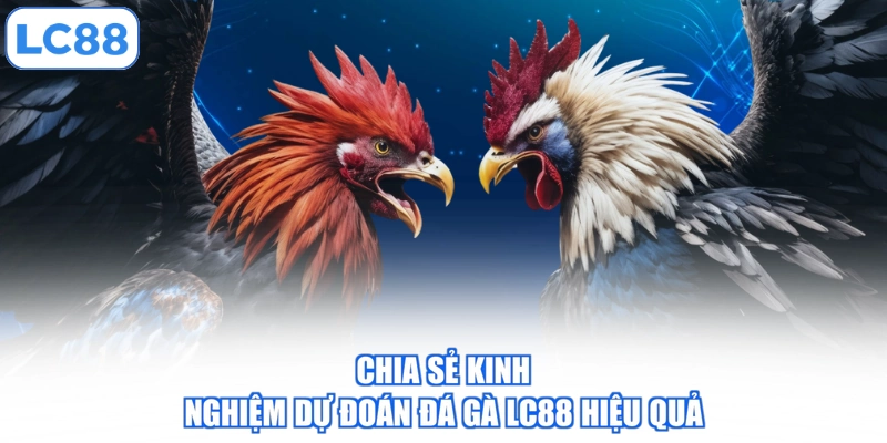 Chia sẻ kinh nghiệm dự đoán đá gà LC88 hiệu quả