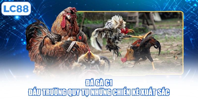 Đá Gà C1 - Đấu Trường Quy Tụ Những Chiến Kê Xuất Sắc